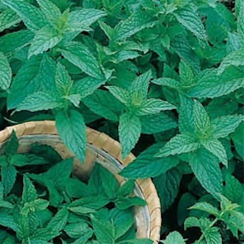 Mentha piperita - pepermunt kopen - Maréchal
