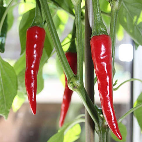 Peper Ring of Fire