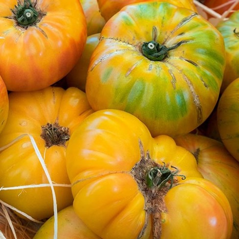 BIO Vleestomaat 'Marmande' – Solanum lycopersicum Zaden | Zorgkwekerij