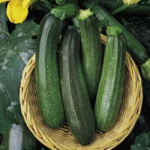 Alles over de courgette