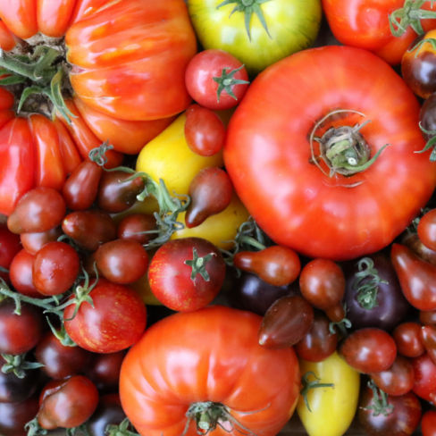 Tomaten lekker, veelzijdig en gezond - Blog 123zaden